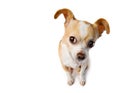 Chihuahua Lifts Ear To Eavesdrop
