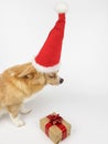 chihuahua light fawn color on a white background Santa Claus hat. next to it lies a Christmas gift wrapped in paper Royalty Free Stock Photo