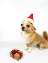 chihuahua light fawn color on a white background Santa Claus hat. next to it lies a Christmas gift wrapped in paper Royalty Free Stock Photo