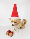 chihuahua light fawn color on a white background Santa Claus hat. next to it lies a Christmas gift wrapped in paper Royalty Free Stock Photo