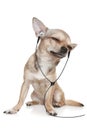 Chihuahua listening to music on headphones