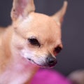 Chihuahua Royalty Free Stock Photo