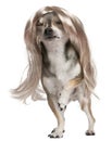 Chihuahua with long hair wig, 3 years old Royalty Free Stock Photo