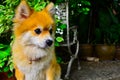 Chihuahua long haired sitting in the garden