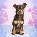 Chihuahua looking at the camera, sitting on heart background