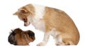 Chihuahua looking at guinea pig in front of white background Royalty Free Stock Photo