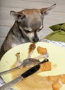 Chihuahua looking at leftover food on plate