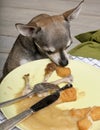 Chihuahua looking at leftover food on plate