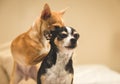 Chihuahua looking relaxed while other chihuahua sniffs its head.