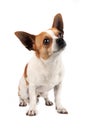 Chihuahua looking up Royalty Free Stock Photo