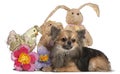 Chihuahua lying with Easter stuffed animals