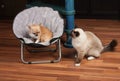 Chihuahua is lying on pet chair and cat is sitting on the floor Royalty Free Stock Photo