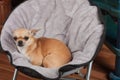 Chihuahua is lying on pet chair at living room . 2,5 years old cinnamon female dog Royalty Free Stock Photo