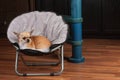 Chihuahua is lying on pet chair at living room . 2,5 years old cinnamon female dog Royalty Free Stock Photo