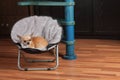 Chihuahua is lying on pet chair at living room . 2,5 years old cinnamon female dog Royalty Free Stock Photo