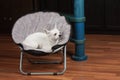 Chihuahua is lying on pet chair at living room . 5 years old white female dog Royalty Free Stock Photo