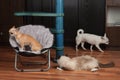 Chihuahua is lying on pet chair, the second chihuahua is walking and cat is lying on the floor Royalty Free Stock Photo