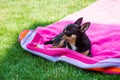 Chihuahua, animals, pet, dog. Chihuahua lying on a pink towel Royalty Free Stock Photo