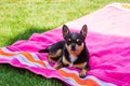 Chihuahua, animals, pet, dog. Chihuahua lying on a pink towel Royalty Free Stock Photo