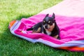 Chihuahua, animals, pet, dog. Chihuahua lying on a pink towel Royalty Free Stock Photo