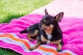 Chihuahua, animals, pet, dog. Chihuahua lying on a pink towel Royalty Free Stock Photo