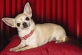 Chihuahua Lying On Red Pillow