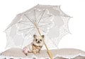 Chihuahua lying under parasol