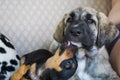 Chihuahua and mastin puppies together on sofa Royalty Free Stock Photo