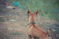 Chihuahua mini brown dog