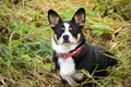 Chihuahua mixed black, brown and white cute dog in red collar on a walk in green and yellow long grass Royalty Free Stock Photo