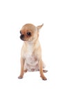 Chihuahua, 7 month old, on the white background Royalty Free Stock Photo