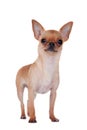 Chihuahua, 7 month old, on the white background Royalty Free Stock Photo