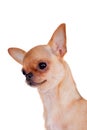 Chihuahua, 7 month old, on the white background Royalty Free Stock Photo