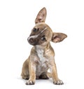 Chihuahua, 4 months old, sitting in front of white background