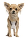 Chihuahua,14 months old, standing in front of white background Royalty Free Stock Photo