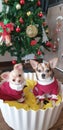 Chihuahua new year picture