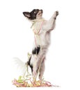 Chihuahua partying on his hind legs Royalty Free Stock Photo