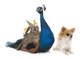 Chihuahua, peacock and calopsitte Royalty Free Stock Photo