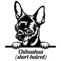 Chihuahua Peeking Dog - head isolated on white