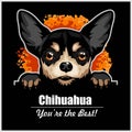 Chihuahua - Peeking Dogs - breed face head isolated on black