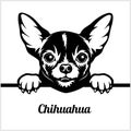 Chihuahua - Peeking Dogs - - breed face head isolated on white Royalty Free Stock Photo
