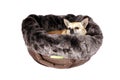Chihuahua in pet bed Royalty Free Stock Photo