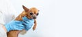 Chihuahua pet dog in the hands of a veterinarian in blue rubber gloves on a white background.