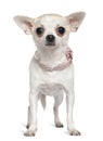 Chihuahua in pink collar, 1 and a half years old Royalty Free Stock Photo