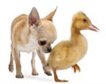 Chihuahua playing with a domestic duckling