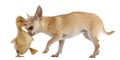 Chihuahua playing with a domestic duckling Royalty Free Stock Photo
