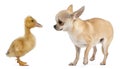 Chihuahua playing with a domestic duckling Royalty Free Stock Photo