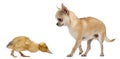 Chihuahua playing with a domestic duckling Royalty Free Stock Photo