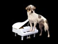 Chihuahua playing on piano Royalty Free Stock Photo