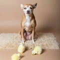 Chihuahua on a plush white shag rug, surrounded by a toy ducklings